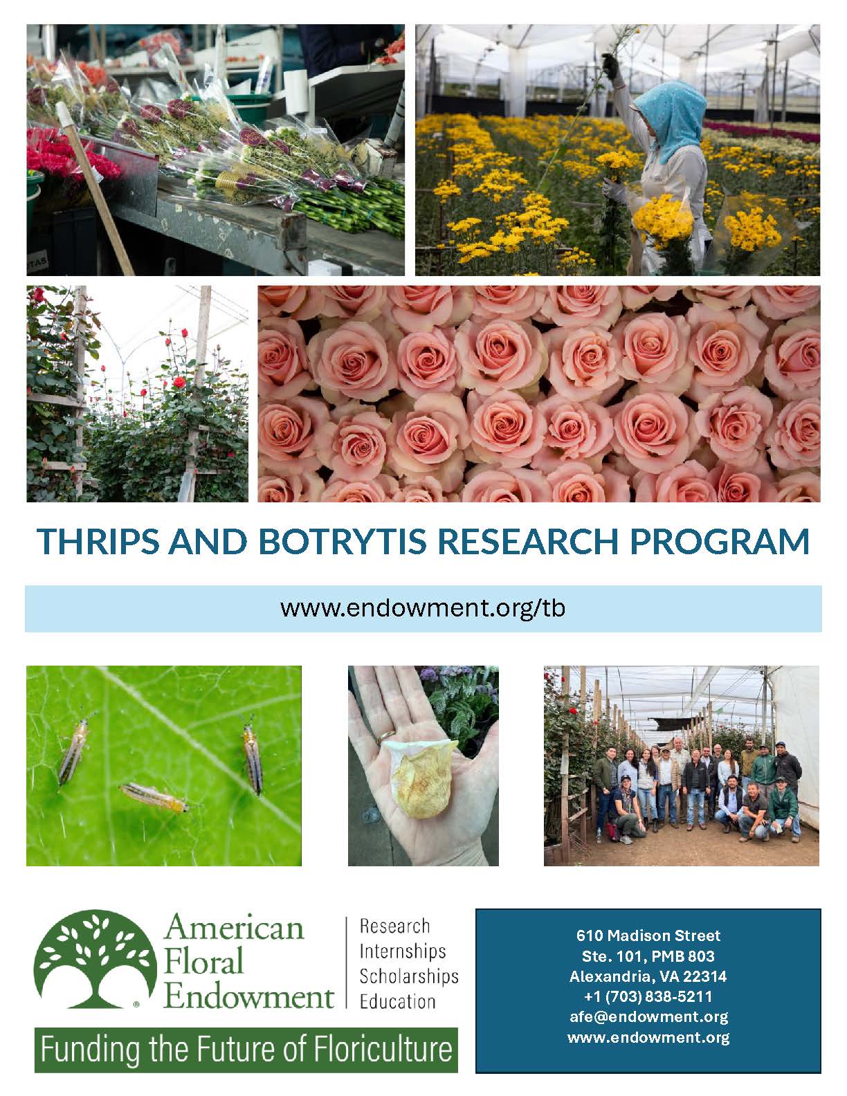 Thrips and Botrytis Research Program Report, 2025 (English)