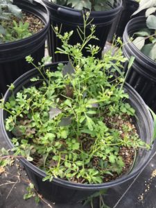 bittercress